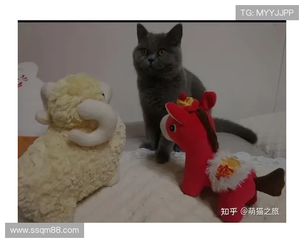 足球球星宠物猫的名字曝光 这些猫咪与球员们的亲密关系你知道吗